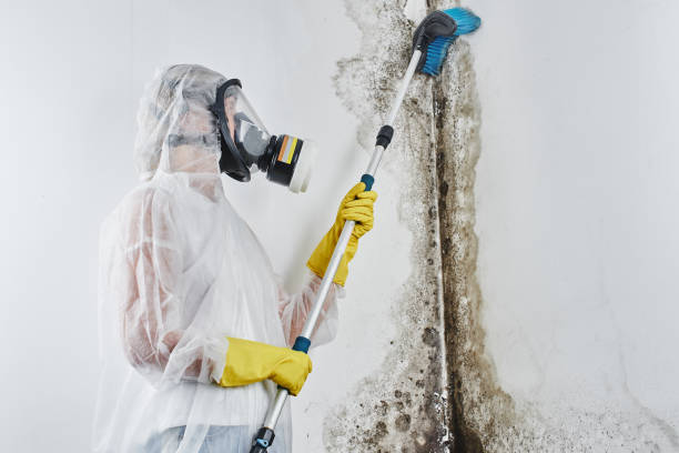 Best Black Mold Removal  in Great Bend, NY